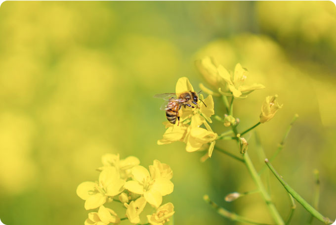Lebah di bunga kuning